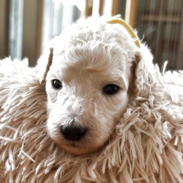 スタンダードプードル【香川県・女の子・2025年8月6日・ホワイト】の写真「💛早期無料特典あり💛第7子💛見学予約受付中」