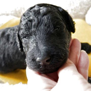 スタンダードプードル【香川県・男の子・2025年11月8日・シルバー系】の写真「💛開眼しました💛オーナー様募集中！」