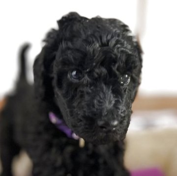 スタンダードプードル【香川県・男の子・2025年11月8日・グレー(ブルー)】の写真「💜早期特典あり💜見学大歓迎💜」