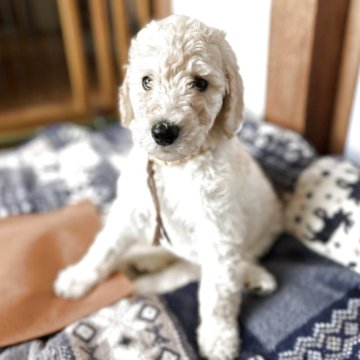 スタンダードプードル【香川県・男の子・2025年8月6日・ホワイト】の写真「総額表示🤎早期無料特典あり🤎第8子🤎」