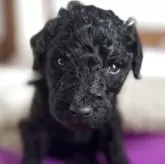 スタンダードプードル