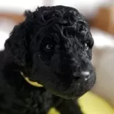 スタンダードプードル