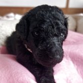 スタンダードプードル