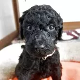 スタンダードプードル