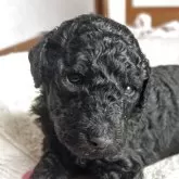 スタンダードプードル