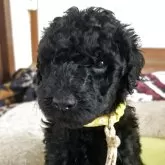 スタンダードプードル