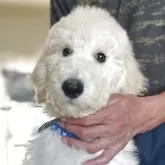 スタンダードプードル【香川県・男の子・2025年8月6日・ホワイト】の写真1「大変整ったお顔!綺麗なホワイトのむちむち男の子です👦お迎えしやすい大きさになりました。」