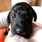 スタンダードプードル