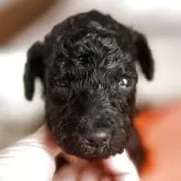 スタンダードプードル