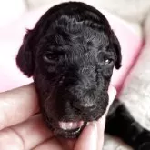 スタンダードプードル