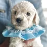 スタンダードプードル