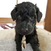 スタンダードプードル