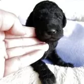 スタンダードプードル【香川県・男の子・2025年11月8日・シルバー系】の写真2