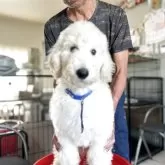 スタンダードプードル【香川県・男の子・2025年8月6日・ホワイト】の写真3