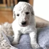 スタンダードプードル【香川県・男の子・2025年8月6日・ホワイト】の写真10