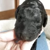 スタンダードプードル【香川県・男の子・2025年11月8日・シルバー系】の写真4