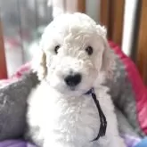 スタンダードプードル【香川県・男の子・2025年8月6日・ホワイト】の写真12