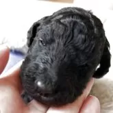 スタンダードプードル【香川県・男の子・2025年11月8日・シルバー系】の写真5