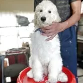 スタンダードプードル【香川県・男の子・2025年8月6日・ホワイト】の写真6