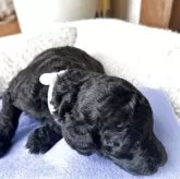 スタンダードプードル【香川県・男の子・2025年11月8日・シルバー系】の写真7