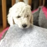 スタンダードプードル【香川県・男の子・2025年8月6日・ホワイト】の写真7