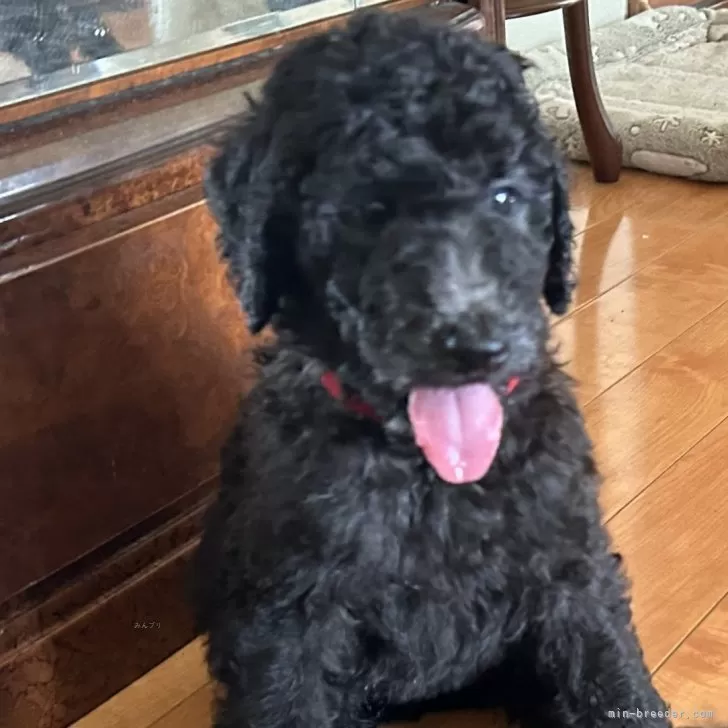 A.O 様のお迎えした子犬