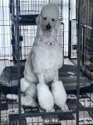 スタンダードプードル【・男の子・2020年4月9日・ホワイト】「シュガーくん、超イケメン❤️」