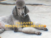 スタンダードプードル【・男の子・2023年7月13日・シルバー】「とにかく穏やかな性格の良い子」