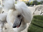 スタンダードプードル【・男の子・2020年4月9日・ホワイト】「vwd1アフェクテッドなので交配の女の子は、クリア限定で交配しています。」