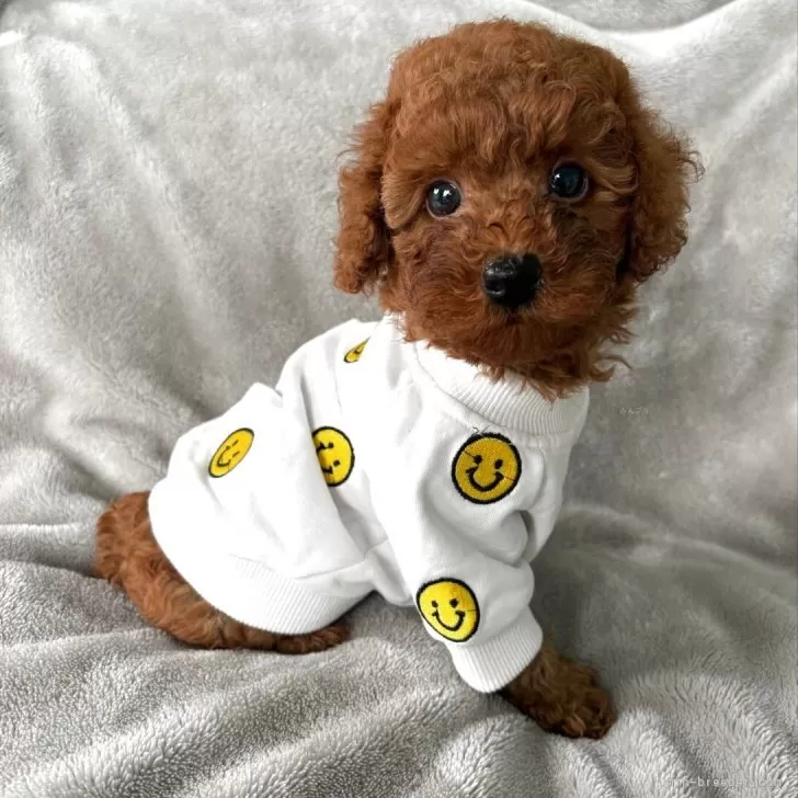 タイニープードル【千葉県・男の子・2025年8月21日・レッド】の写真1