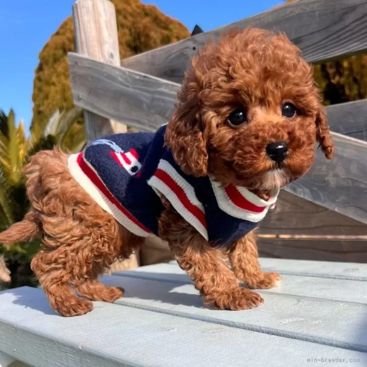 ID:2502-05826の子犬