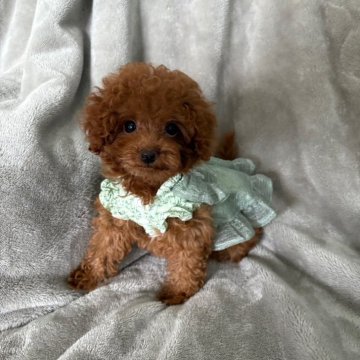 ティーカッププードル【千葉県・女の子・2025年7月5日・レッド】の写真「小さな天使に、ぜひ一度会いに来てください👼」