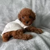 タイニープードル【千葉県・男の子・2025年8月28日・レッド】の写真1