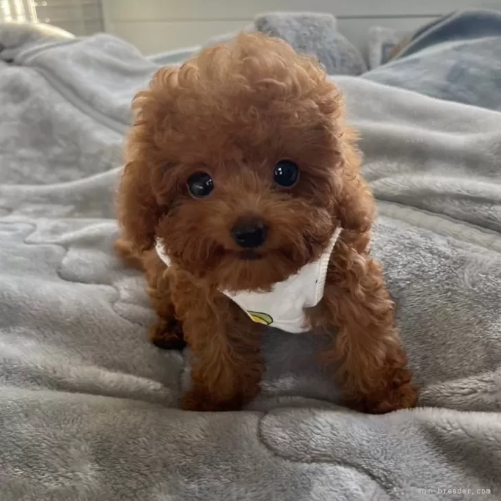 Baby 様のお迎えした子犬