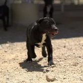 ミックス(ラブラドールレトリバー×アメリカンブリー)【滋賀県・男の子・2023年5月5日・ブラック×ホワイト ソックス】の写真1