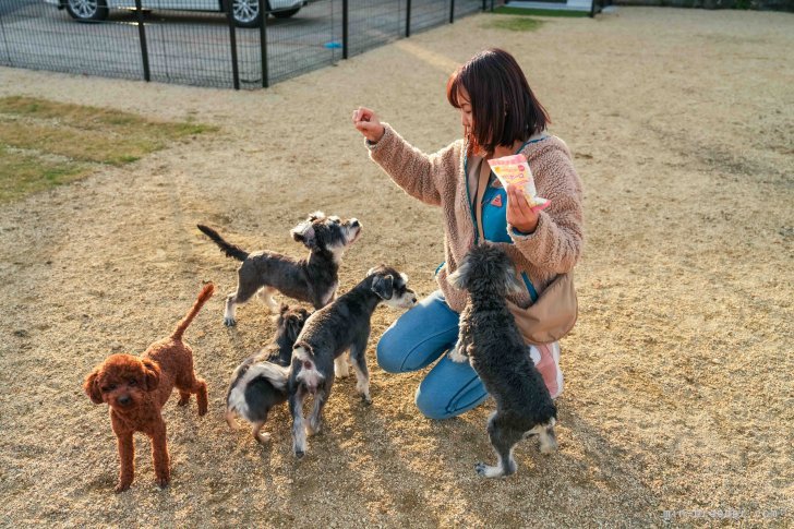 繁殖犬のネガティブなイメージを払拭させたくて、しつけ頑張ってます。｜長縄　裕美(ながなわ　ひろみ)ブリーダー(岐阜県・ボーダーコリーなど・JKC登録)の紹介写真2