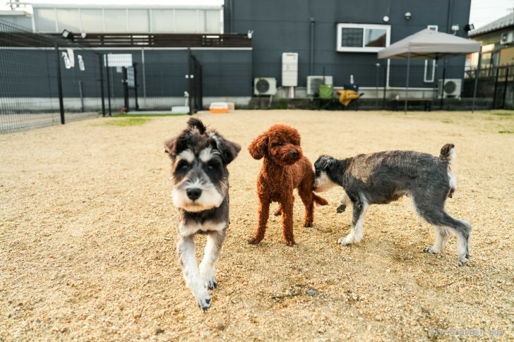 犬種が違ってもみんな仲良し！｜長縄　裕美(ながなわ　ひろみ)ブリーダー(岐阜県・ボーダーコリーなど・JKC登録)の紹介写真8