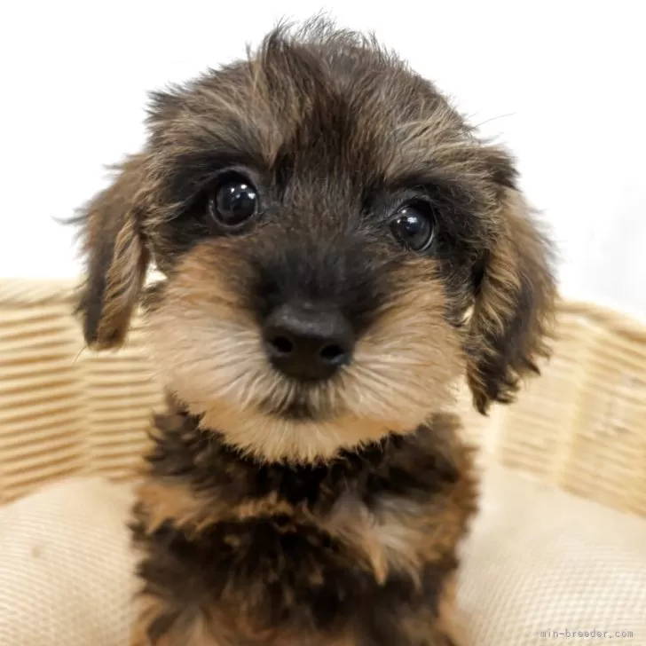 ID：2509-06679の子犬