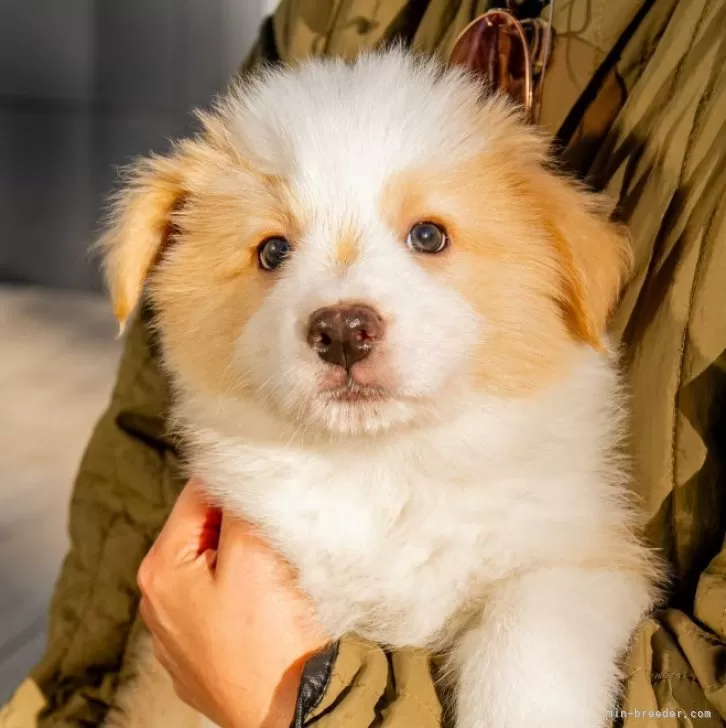 J.M 様のお迎えした子犬
