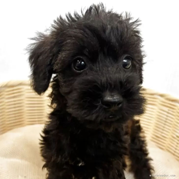 ID：2509-06675の子犬