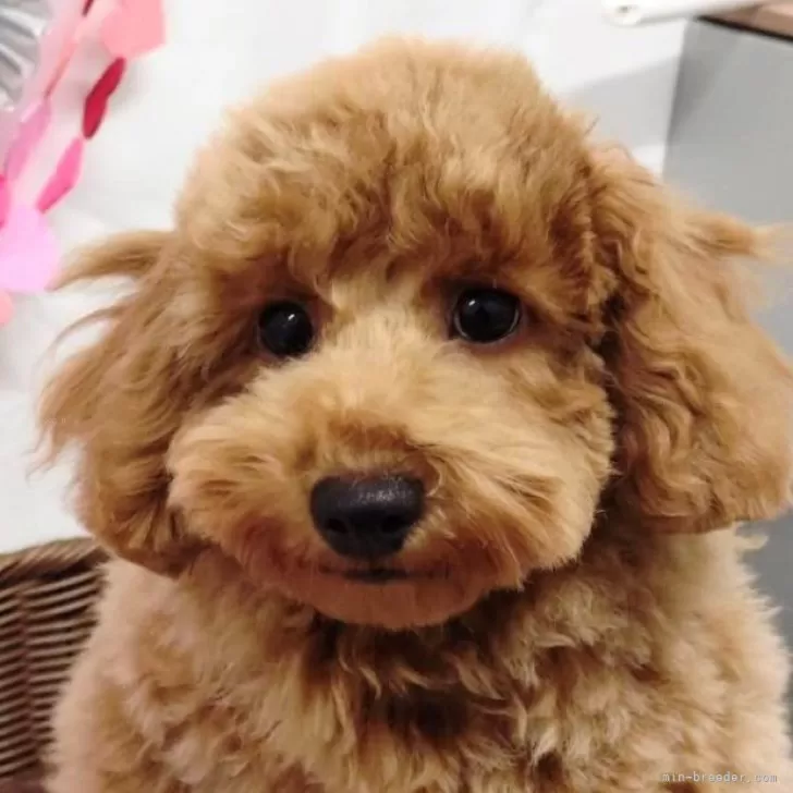 ID：2411-04388の子犬