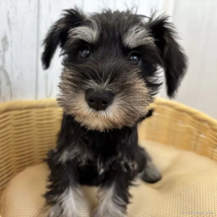 ID：2412-00300の子犬