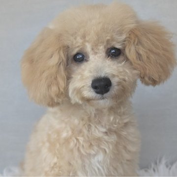 ミックス(トイプードル×ビションフリーゼ)【岐阜県・男の子・2025年2月9日・クリーム】の写真「好奇心旺盛な元気っ子！」