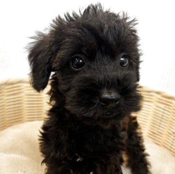 シュナプー(トイプードル×ミニチュアシュナウザー)【岐阜県・男の子・2025年8月24日・ブリンドル】の写真「黒に赤みがかったブリンドルカラーの長男くん」