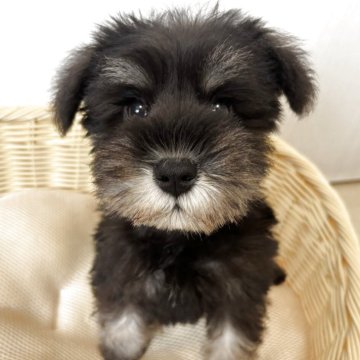 ミニチュアシュナウザー【岐阜県・女の子・2025年8月12日・ブラック&シルバー】の写真「6姉妹の五女ちゃん♡」