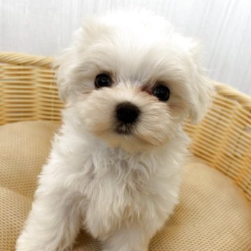 マルチーズ【岐阜県・男の子・2025年9月5日・ホワイト】の写真「小柄で短足気味な長男くん」