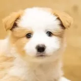 ボーダーコリー