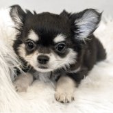 チワワ(ロング)