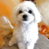 マルチーズ