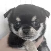 チワワ(ロング)